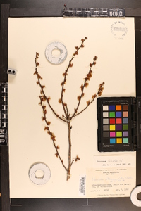 Vaccinium fuscatum image