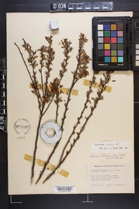 Vaccinium fuscatum image