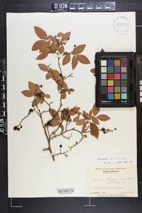 Vaccinium fuscatum image