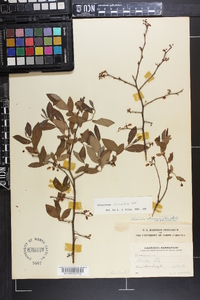 Vaccinium fuscatum image