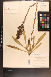 Trilisa paniculata image