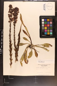 Trilisa paniculata image