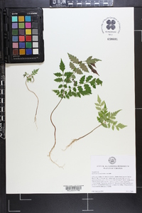 Koelreuteria paniculata image