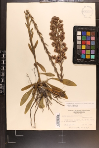 Trilisa paniculata image