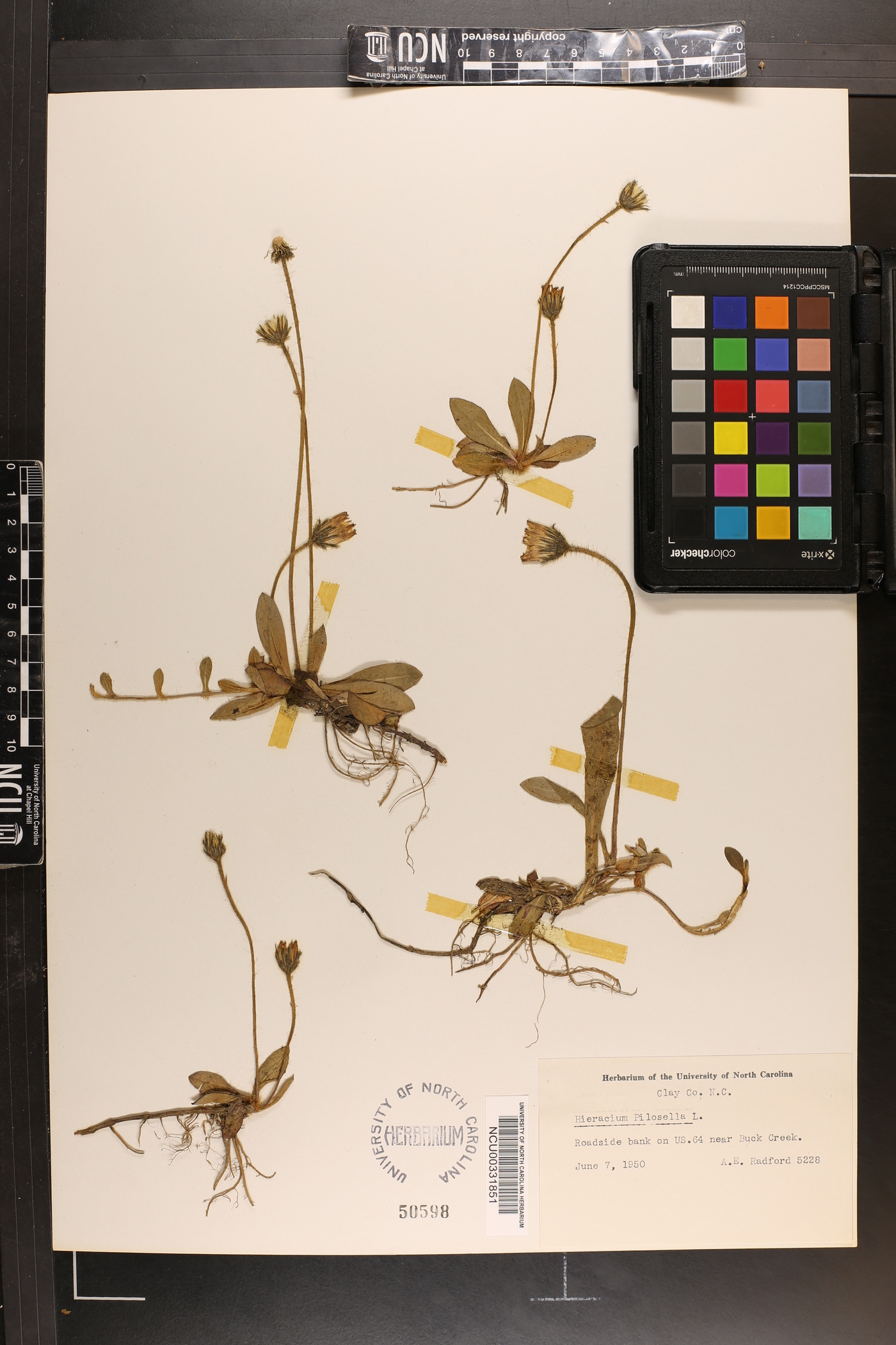 Pilosella officinarum image