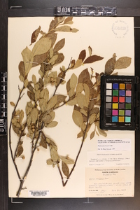 Styrax americanus image