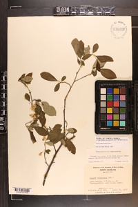 Styrax americanus image