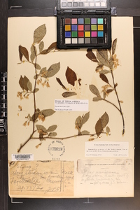 Styrax americanus image