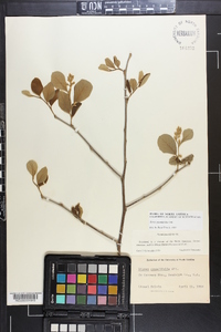 Styrax grandifolius image