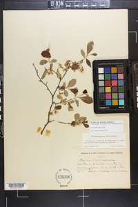 Styrax americanus image