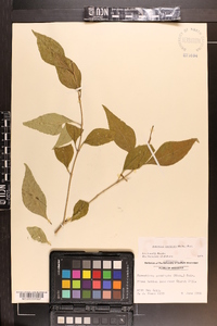 Forestiera acuminata image