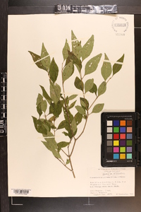 Forestiera acuminata image