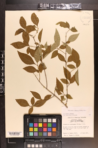 Forestiera acuminata image