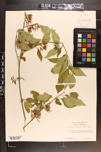 Forestiera acuminata image