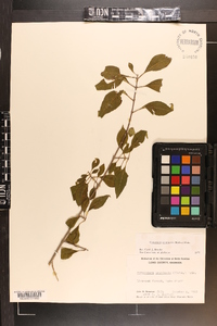 Forestiera acuminata image