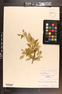 Forestiera acuminata image