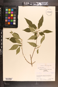 Forestiera acuminata image