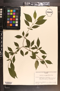 Forestiera acuminata image