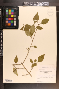 Forestiera acuminata image