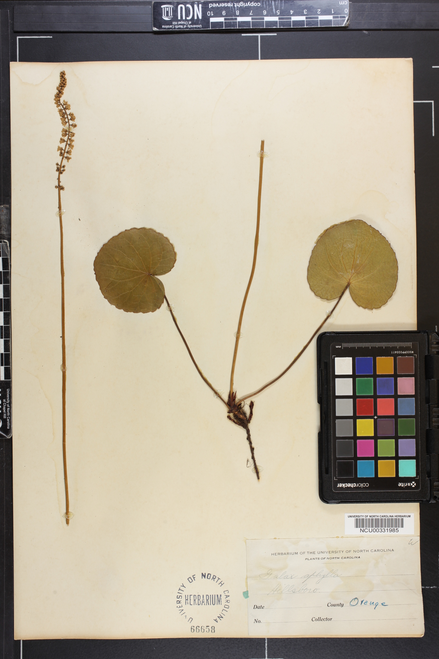 Galax urceolata image