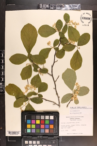 Styrax grandifolius image