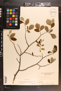 Styrax grandifolius image