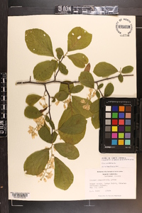 Styrax grandifolius image