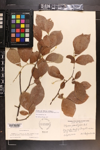 Styrax grandifolius image