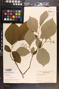 Styrax grandifolius image