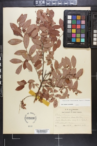 Vaccinium floridanum image