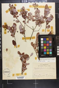 Vaccinium floridanum image