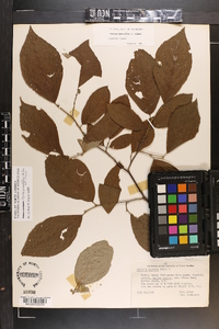 Styrax grandifolius image