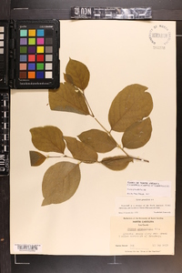 Styrax grandifolius image