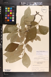 Styrax grandifolius image