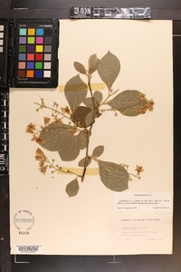 Styrax grandifolius image