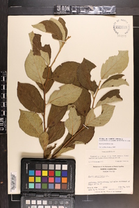 Styrax grandifolius image