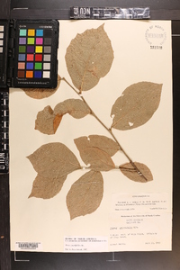 Styrax grandifolius image