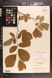 Styrax grandifolius image