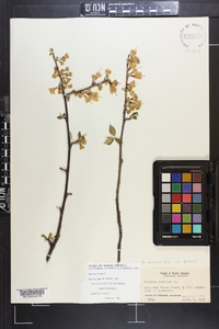 Halesia carolina image