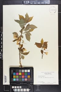 Halesia carolina image
