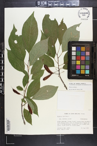 Halesia carolina image
