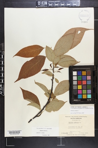Halesia carolina image