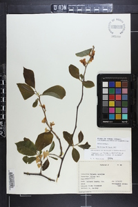 Halesia carolina image