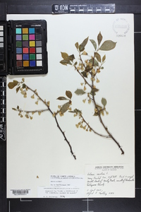 Halesia carolina image