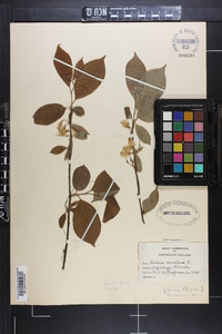 Halesia carolina image