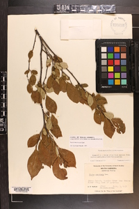 Styrax americanus image