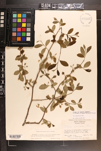 Styrax americanus image