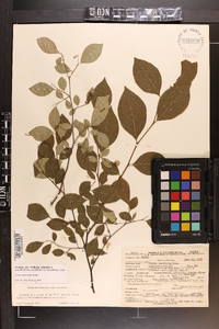 Styrax americanus image