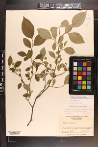 Styrax americanus image