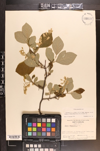 Styrax grandifolius image